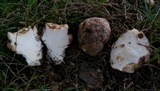 Hypomyces hyalinus image