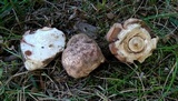 Hypomyces hyalinus image