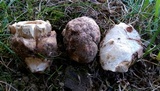 Hypomyces hyalinus image