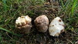 Hypomyces hyalinus image