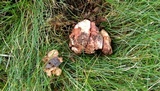 Hypomyces hyalinus image