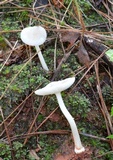 Amanita farinosa image