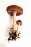 Gymnopus luxurians image
