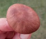 Gymnopus luxurians image