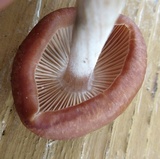 Gymnopus luxurians image