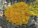 Xanthomendoza hasseana image