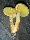 Suillus decipiens image