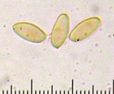Suillus decipiens image