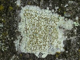 Lecanora symmicta image
