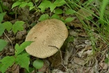 Caloboletus inedulis image
