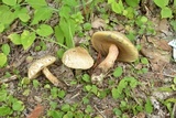 Caloboletus inedulis image