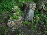 Meripilus sumstinei image