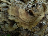 Meripilus sumstinei image