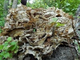 Meripilus sumstinei image
