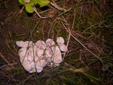 Abortiporus biennis image