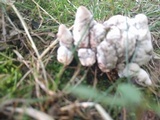 Abortiporus biennis image