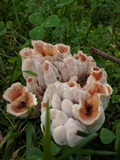 Abortiporus biennis image