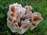 Abortiporus biennis image