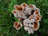 Abortiporus biennis image