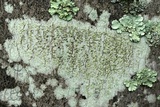 Lecanora strobilina image