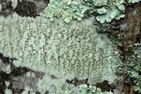 Lecanora strobilina image