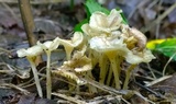 Gerronema subclavatum image