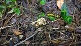 Gerronema subclavatum image