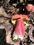 Boletus pallidoroseus image