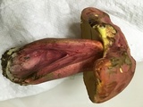 Boletus pallidoroseus image