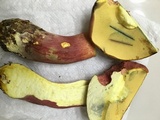 Boletus pallidoroseus image
