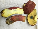 Boletus pallidoroseus image