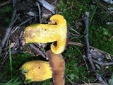 Boletus auripes image