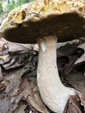 Boletus variipes image