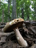 Boletus variipes image
