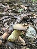Retiboletus griseus image