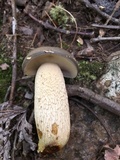Retiboletus griseus image