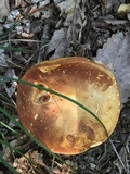 Xanthoconium affine image