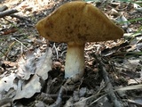 Xanthoconium affine image