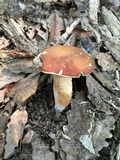 Xanthoconium purpureum image