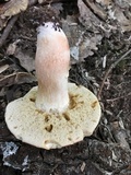 Xanthoconium purpureum image