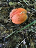 Gyroporus ballouii image