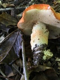 Gyroporus ballouii image