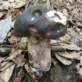 Tylopilus variobrunneus image