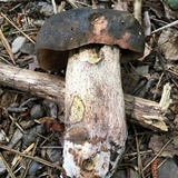 Tylopilus variobrunneus image