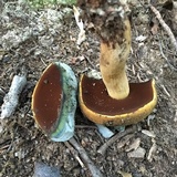 Boletus vermiculosoides image