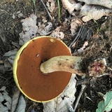 Boletus vermiculosoides image
