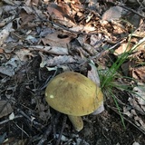 Boletus vermiculosoides image