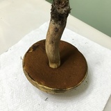 Boletus vermiculosoides image
