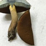 Boletus vermiculosoides image