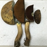 Boletus vermiculosoides image